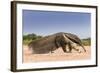 Giant Anteater (Myrmecophaga Tridactyla) Walking In Habitat, Hato El Cedral. Llanos, Venezuela-Christophe Courteau-Framed Photographic Print