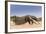 Giant Anteater (Myrmecophaga Tridactyla) Walking In Habitat, Hato El Cedral. Llanos, Venezuela-Christophe Courteau-Framed Photographic Print