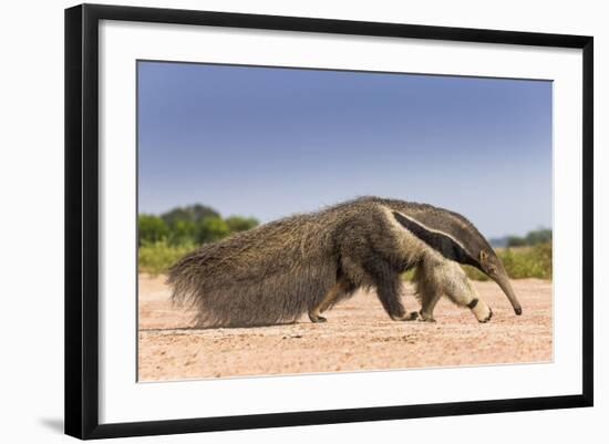 Giant Anteater (Myrmecophaga Tridactyla) Walking In Habitat, Hato El Cedral. Llanos, Venezuela-Christophe Courteau-Framed Photographic Print