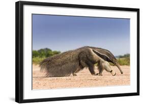 Giant Anteater (Myrmecophaga Tridactyla) Walking In Habitat, Hato El Cedral. Llanos, Venezuela-Christophe Courteau-Framed Photographic Print