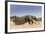 Giant Anteater (Myrmecophaga Tridactyla) Walking In Habitat, Hato El Cedral. Llanos, Venezuela-Christophe Courteau-Framed Photographic Print