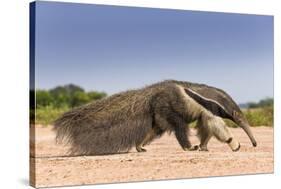 Giant Anteater (Myrmecophaga Tridactyla) Walking In Habitat, Hato El Cedral. Llanos, Venezuela-Christophe Courteau-Stretched Canvas