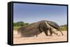 Giant Anteater (Myrmecophaga Tridactyla) Walking In Habitat, Hato El Cedral. Llanos, Venezuela-Christophe Courteau-Framed Stretched Canvas