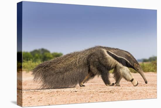 Giant Anteater (Myrmecophaga Tridactyla) Walking In Habitat, Hato El Cedral. Llanos, Venezuela-Christophe Courteau-Stretched Canvas