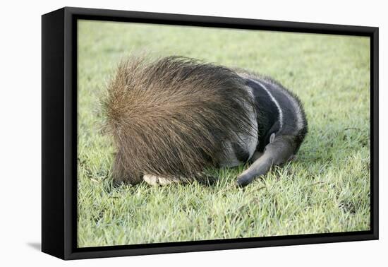 Giant Anteater Resting, Sheltering Young Behind Tail-null-Framed Stretched Canvas