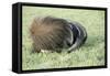 Giant Anteater Resting, Sheltering Young Behind Tail-null-Framed Stretched Canvas