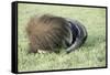 Giant Anteater Resting, Sheltering Young Behind Tail-null-Framed Stretched Canvas