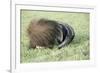 Giant Anteater Resting, Sheltering Young Behind Tail-null-Framed Photographic Print