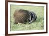 Giant Anteater Resting, Sheltering Young Behind Tail-null-Framed Photographic Print