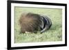 Giant Anteater Resting, Sheltering Young Behind Tail-null-Framed Photographic Print