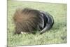 Giant Anteater Resting, Sheltering Young Behind Tail-null-Mounted Photographic Print