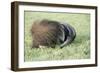 Giant Anteater Resting, Sheltering Young Behind Tail-null-Framed Photographic Print