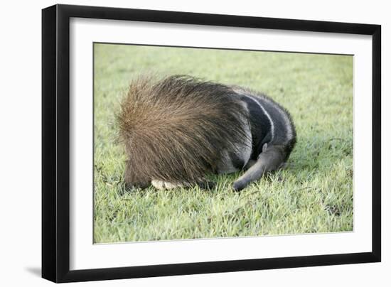 Giant Anteater Resting, Sheltering Young Behind Tail-null-Framed Photographic Print