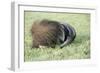 Giant Anteater Resting, Sheltering Young Behind Tail-null-Framed Photographic Print