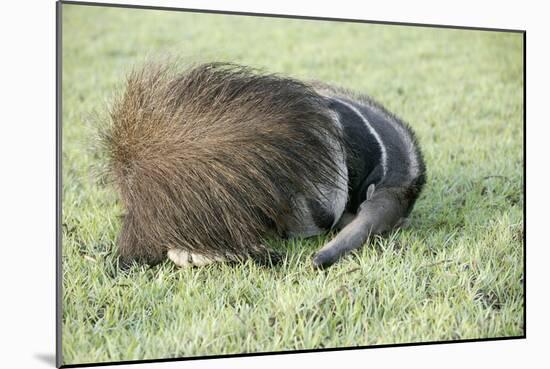 Giant Anteater Resting, Sheltering Young Behind Tail-null-Mounted Photographic Print