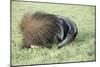 Giant Anteater Resting, Sheltering Young Behind Tail-null-Mounted Photographic Print