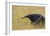 Giant anteater, Serra de Canastra National Park, Brazil-Suzi Eszterhas-Framed Photographic Print