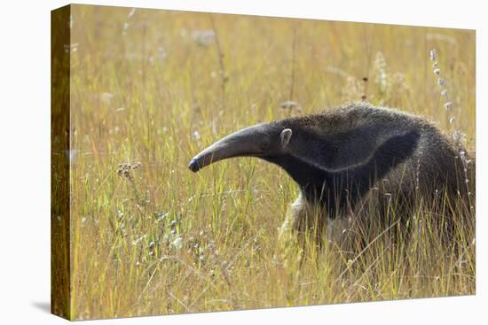Giant anteater, Serra de Canastra National Park, Brazil-Suzi Eszterhas-Stretched Canvas