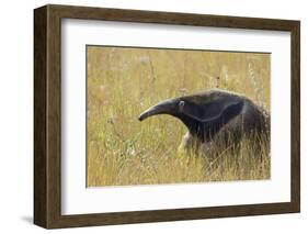 Giant anteater, Serra de Canastra National Park, Brazil-Suzi Eszterhas-Framed Photographic Print