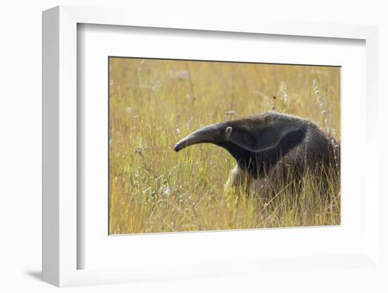 Giant anteater, Serra de Canastra National Park, Brazil-Suzi Eszterhas-Framed Photographic Print