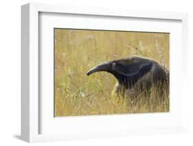 Giant anteater, Serra de Canastra National Park, Brazil-Suzi Eszterhas-Framed Photographic Print