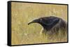 Giant anteater, Serra de Canastra National Park, Brazil-Suzi Eszterhas-Framed Stretched Canvas