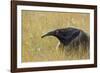 Giant anteater, Serra de Canastra National Park, Brazil-Suzi Eszterhas-Framed Photographic Print