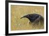 Giant anteater, Serra de Canastra National Park, Brazil-Suzi Eszterhas-Framed Photographic Print