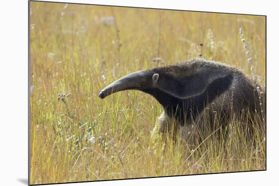 Giant anteater, Serra de Canastra National Park, Brazil-Suzi Eszterhas-Mounted Photographic Print