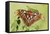 Giant Atlas Moth on Leaf-null-Framed Stretched Canvas