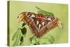 Giant Atlas Moth on Leaf-null-Stretched Canvas