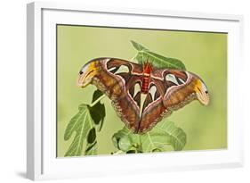 Giant Atlas Moth on Leaf-null-Framed Photographic Print