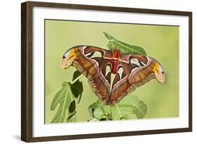 Giant Atlas Moth on Leaf-null-Framed Photographic Print