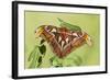 Giant Atlas Moth on Leaf-null-Framed Photographic Print