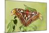 Giant Atlas Moth on Leaf-null-Mounted Photographic Print