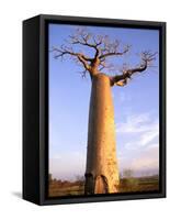 Giant Baobab Tree, Morondava, Madagascar-Pete Oxford-Framed Stretched Canvas