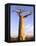 Giant Baobab Tree, Morondava, Madagascar-Pete Oxford-Framed Stretched Canvas