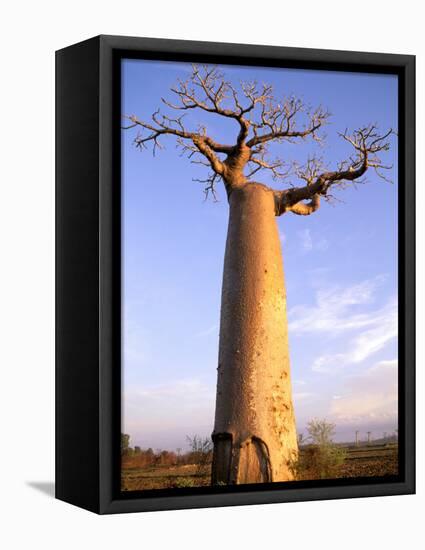 Giant Baobab Tree, Morondava, Madagascar-Pete Oxford-Framed Stretched Canvas