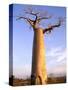 Giant Baobab Tree, Morondava, Madagascar-Pete Oxford-Stretched Canvas