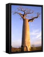 Giant Baobab Tree, Morondava, Madagascar-Pete Oxford-Framed Stretched Canvas