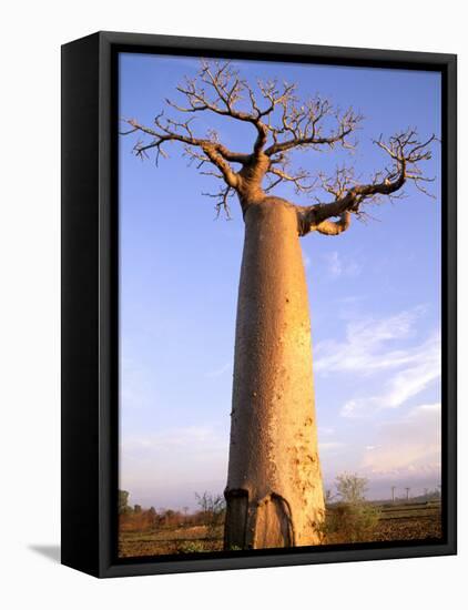 Giant Baobab Tree, Morondava, Madagascar-Pete Oxford-Framed Stretched Canvas