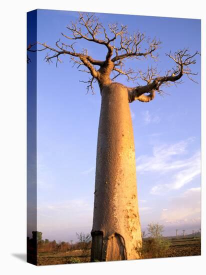 Giant Baobab Tree, Morondava, Madagascar-Pete Oxford-Stretched Canvas