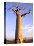 Giant Baobab Tree, Morondava, Madagascar-Pete Oxford-Stretched Canvas