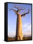 Giant Baobab Tree, Morondava, Madagascar-Pete Oxford-Framed Stretched Canvas