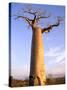 Giant Baobab Tree, Morondava, Madagascar-Pete Oxford-Stretched Canvas