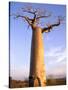 Giant Baobab Tree, Morondava, Madagascar-Pete Oxford-Stretched Canvas