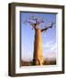 Giant Baobab Tree, Morondava, Madagascar-Pete Oxford-Framed Photographic Print