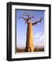 Giant Baobab Tree, Morondava, Madagascar-Pete Oxford-Framed Photographic Print