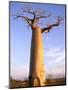 Giant Baobab Tree, Morondava, Madagascar-Pete Oxford-Mounted Photographic Print