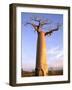 Giant Baobab Tree, Morondava, Madagascar-Pete Oxford-Framed Photographic Print